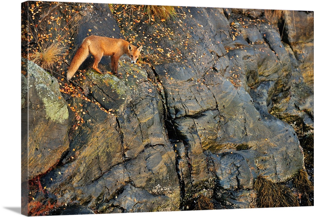 Fox on The Rocks