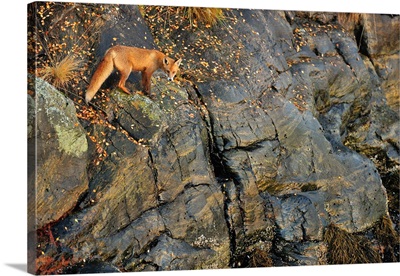 Fox on The Rocks