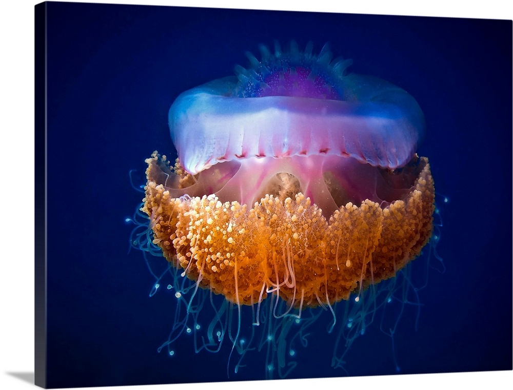 A jellyfish with bright colors and thin tentacles floating in the ocean.