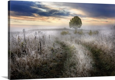 Frosty Morning