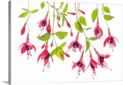 Fuchsia