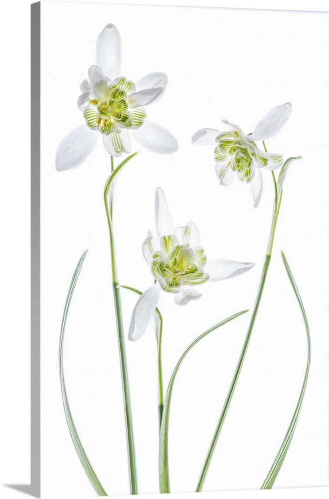 Three white galanthus flowers on a white background.