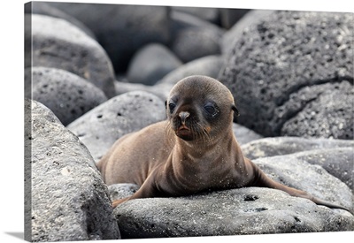 Galapagos Sea Lion Pup