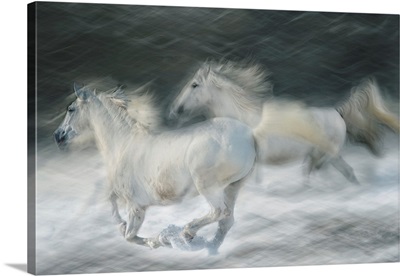 Gallop In A Duel