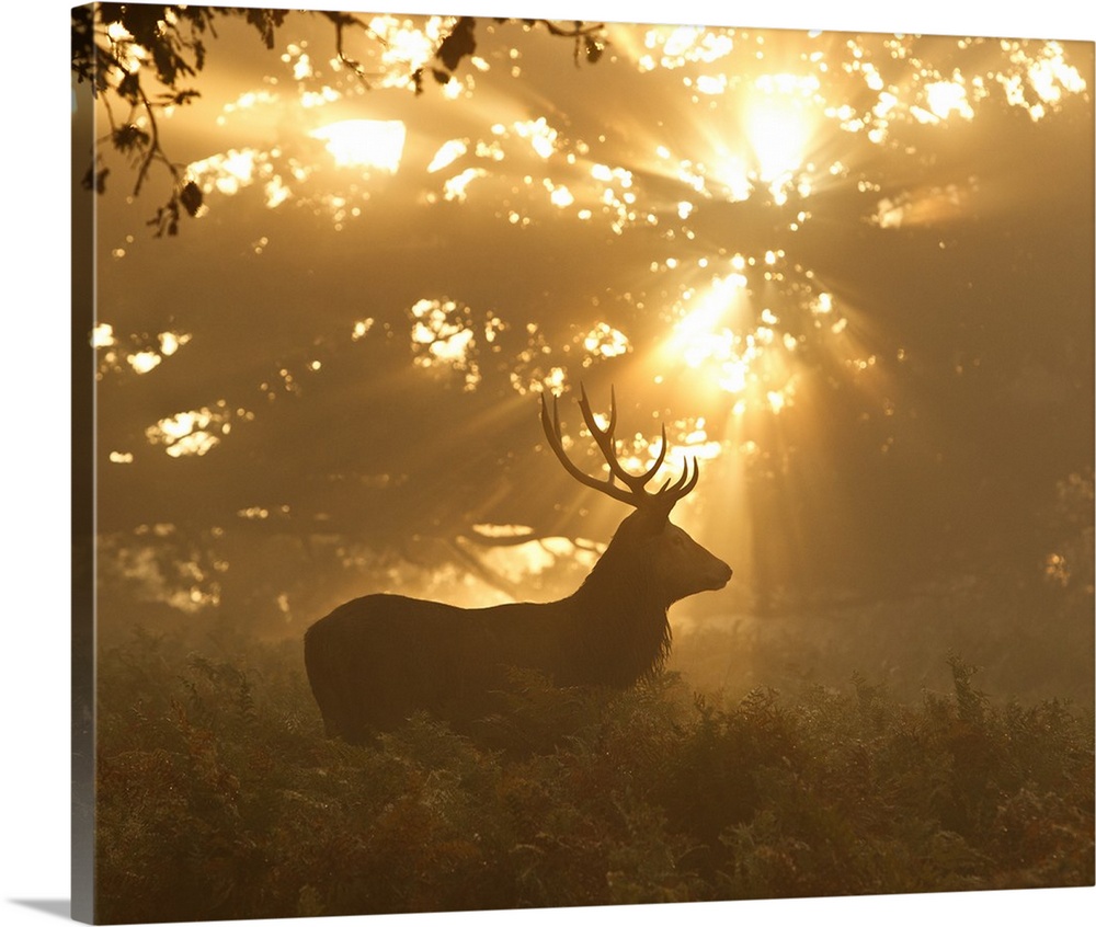 Silhouette of a red deer stag against golden sunbeams in a forest.