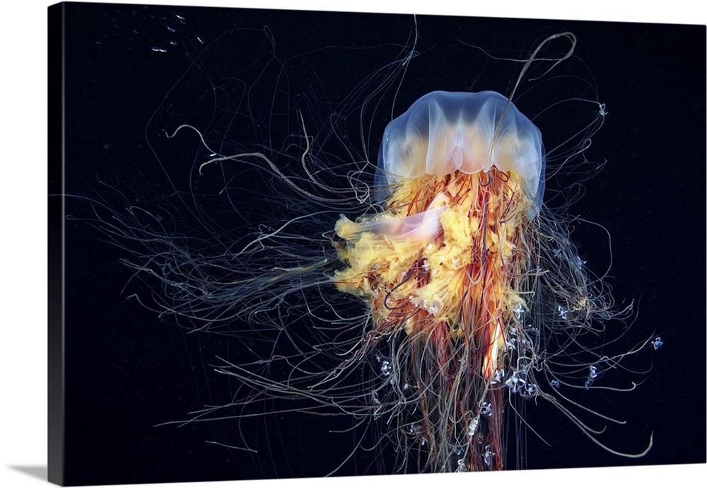 Twisting tentacles of the Giant Cyanea capillata jellyfish.