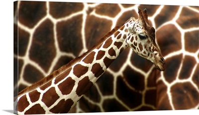 Giraffe In Front Of  Mum