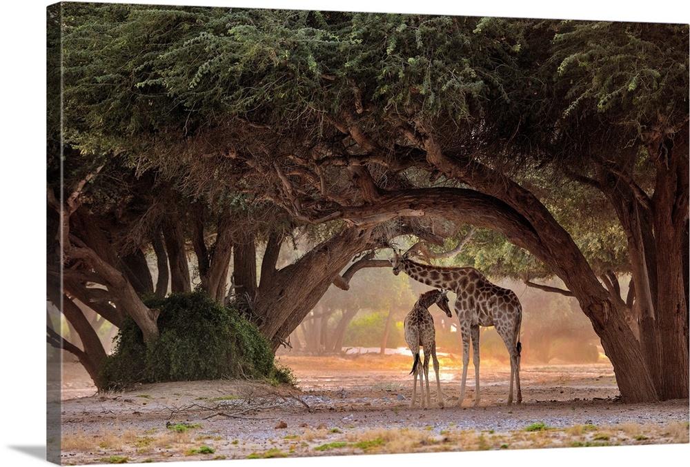 Giraffe - Namibia