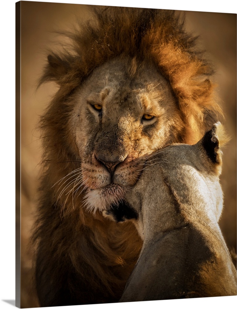 Female Lion was trying to get some love from her King after big Meal in Masai Mara "Kenya".
