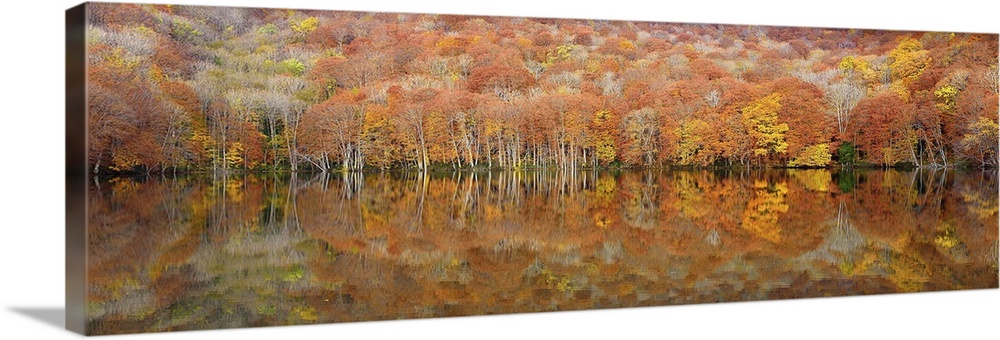 A vast forest in autumn foliage with only couple of trees still green left over from summer, reflecting in the lake below.