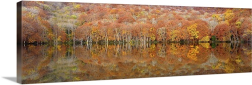 Glowing Autumn | Great Big Canvas