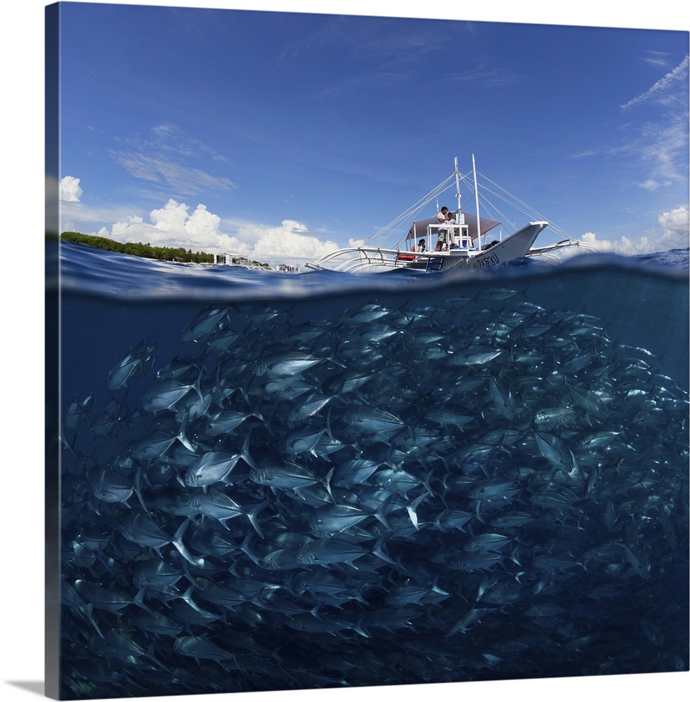 Underwater view of a large school of jackfish near the surface of the water, under a boat, Philippines.