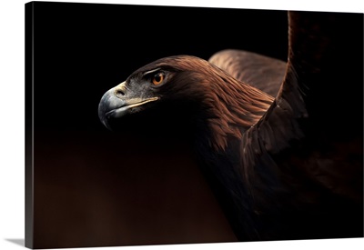 Golden Eagle Portrait