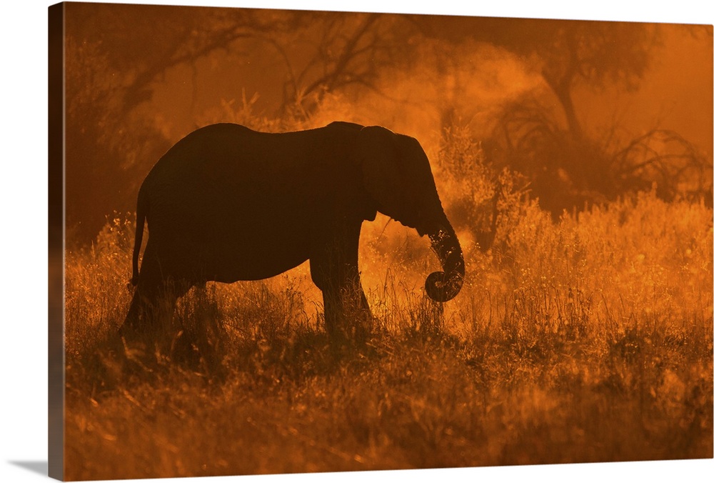 A silhouette of an elephant dusting off shoots of grass in golden light in Savute.
