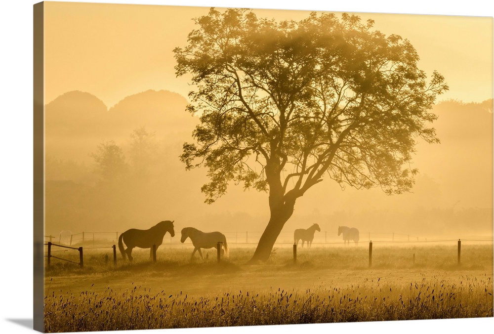 Horses on a mist covered meadow during sunrise.