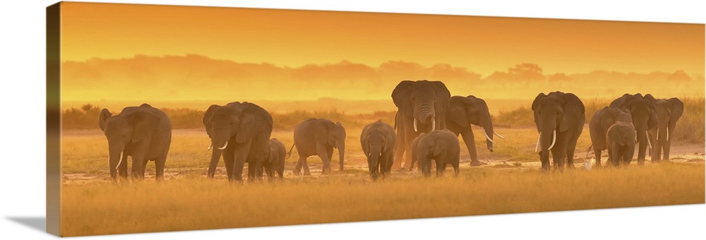 A photograph of a herd of African elephants on the Savannah seen from behind.
