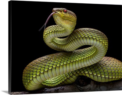 Golden Venomous Viper Snake
