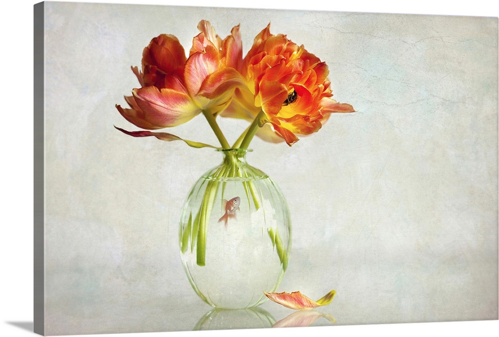 A clear glass vase with orange tulips and a small goldfish inside.