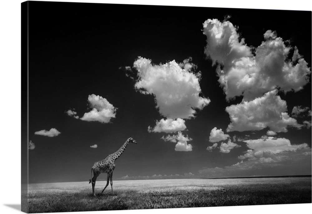 A black and white photograph of a lone giraffe on the Savannah.