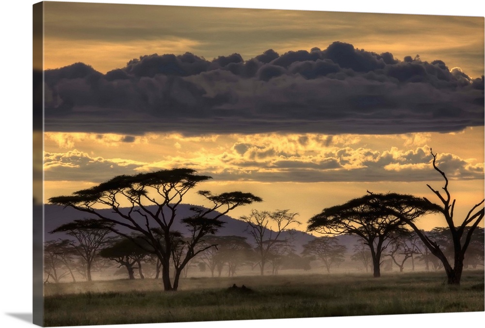 Dusk falls over Tanzania, casting tree in silhouette.