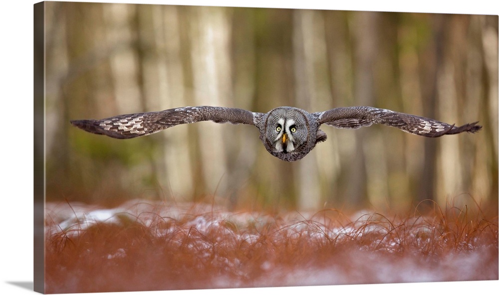 Great Grey Owl