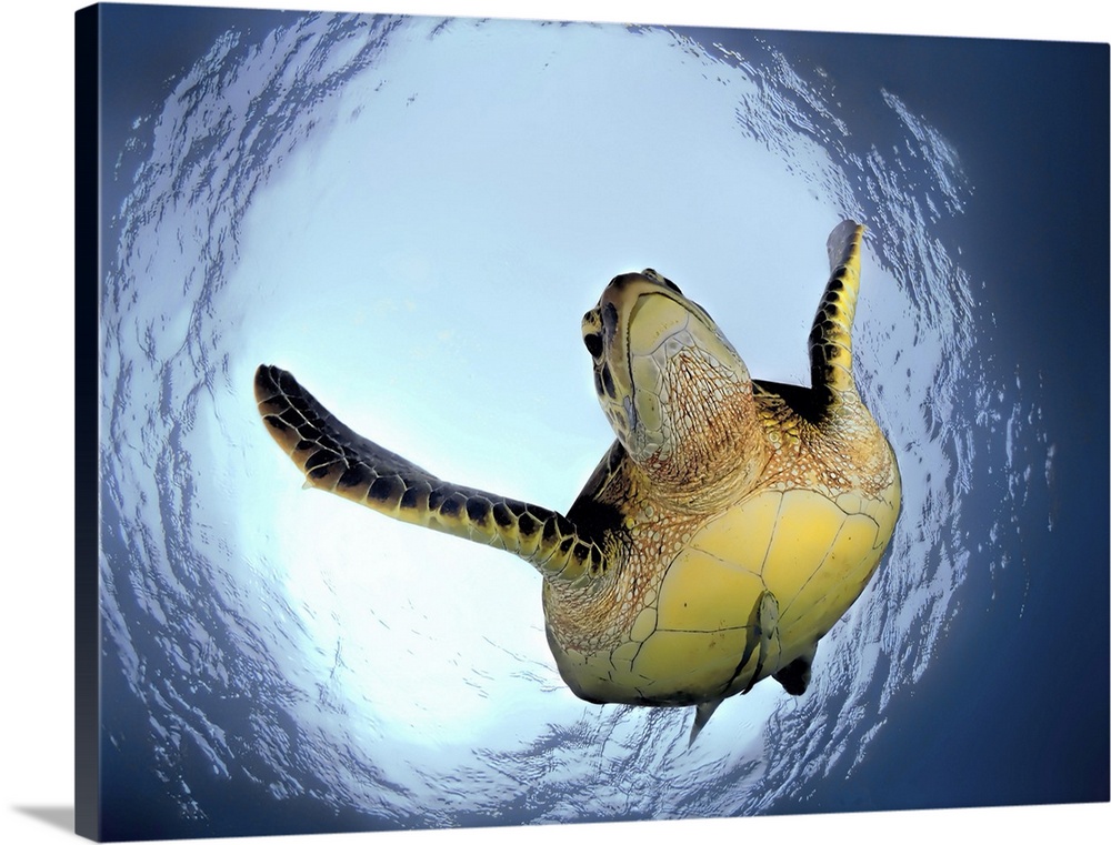 Green turtle (Chelonia mydas) in "Snells Window". Apo Island, Philippinen