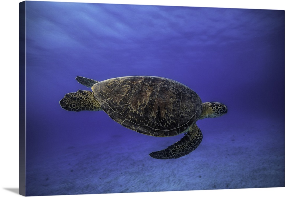A sea turtle swimming in deep blue ocean water.