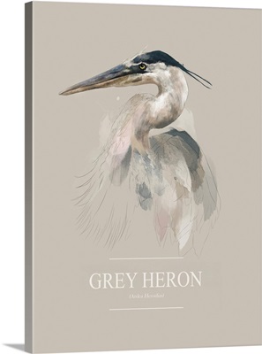 Grey Heron