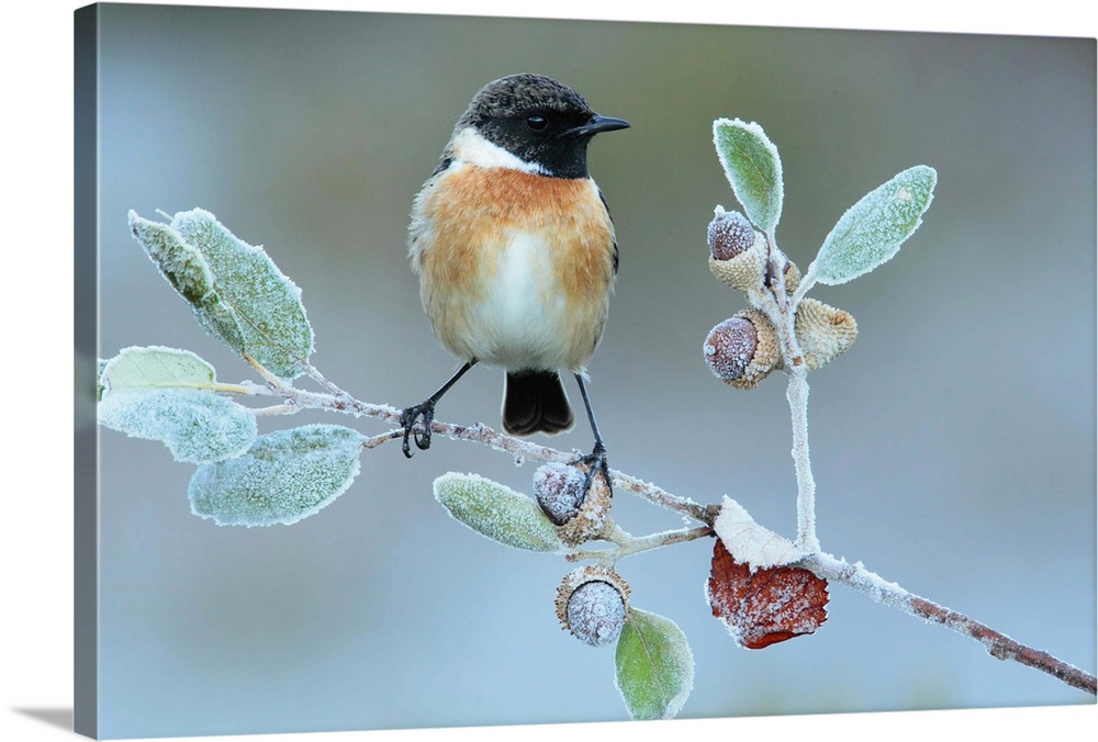 A European Stonechat perched on a frozen twig with acorns.