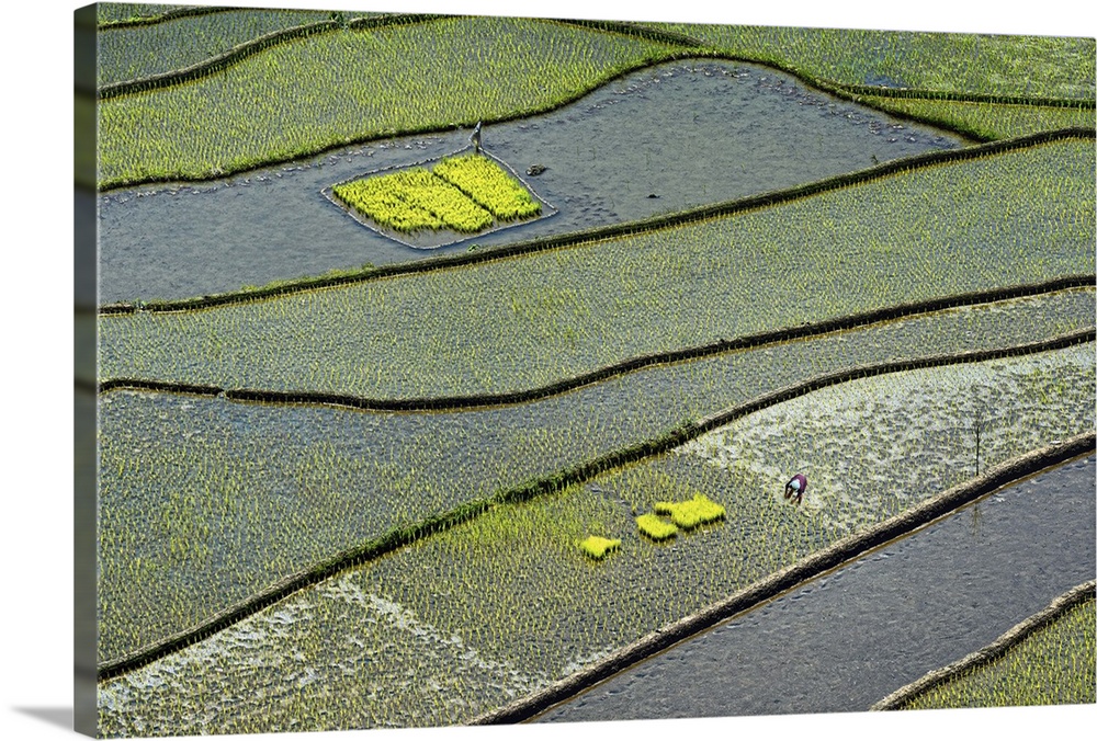 Aerial view of rice paddies in a field, flooded with water.