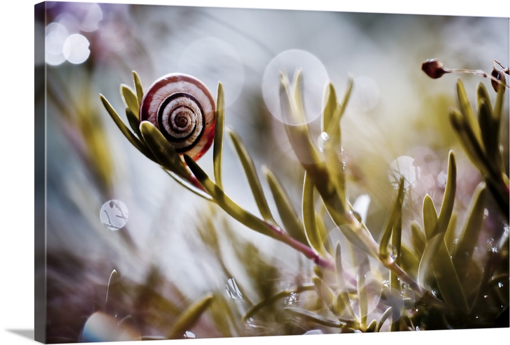 A snail shell balancing on a leafy plant, with bokeh lights around it.