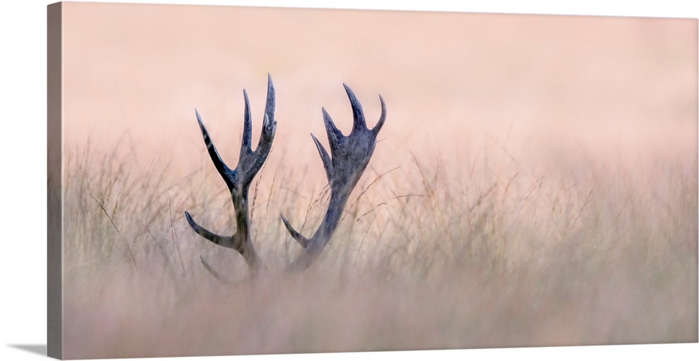 A beautiful fine art photograph of mature deer antlers peeking out from above tall grasses under a pink sky
