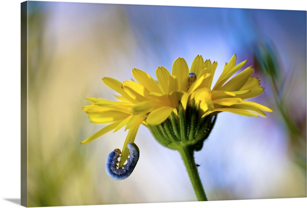 A caterpillar hanging onto the petal of a flower, with another hiding inside it.