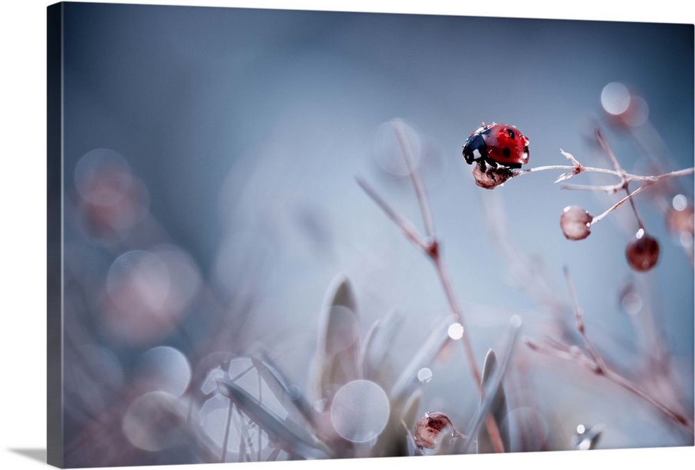 Macro image of a ladybug perched on the a twig, with bokeh effects in the background.