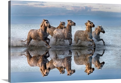 Horses and Reflection