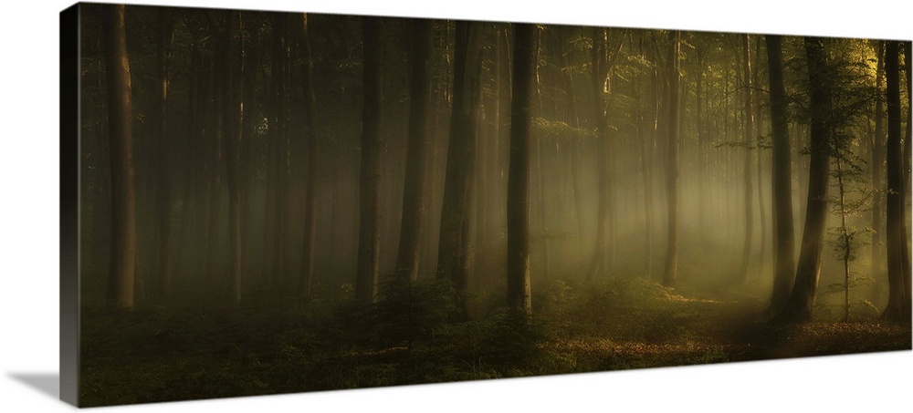 Panoramic photo of light shining through a misty forest in the early morning.