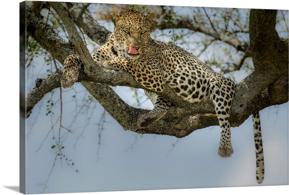 Photograph of a leopard laying in a tree licking its lips.