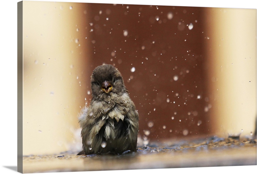 A little sparrow takes an energetic bath, splashing water and soaking its feathers.