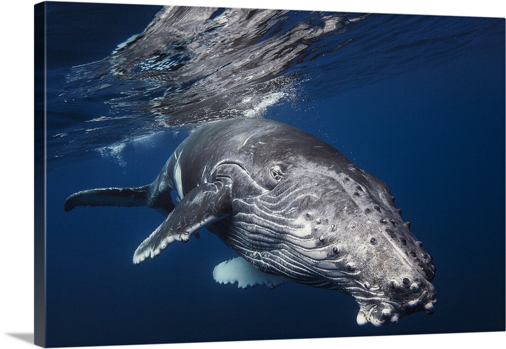 Close-up photograph of a humpback whale swimming around Reunion Island, France.
