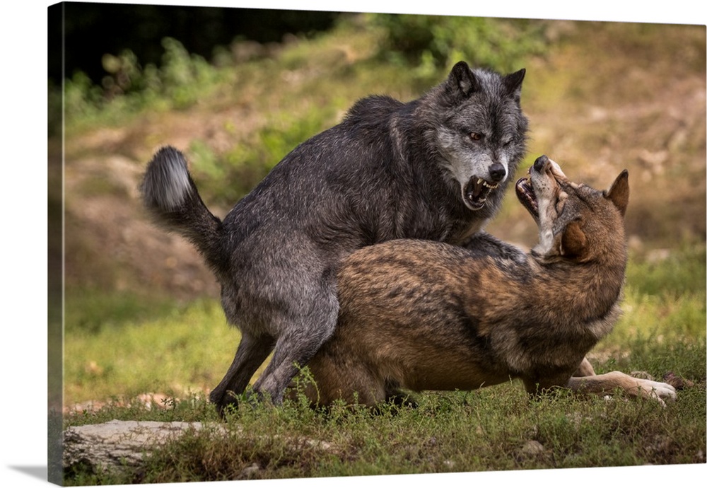 Two wolves fighting with bared teeth.