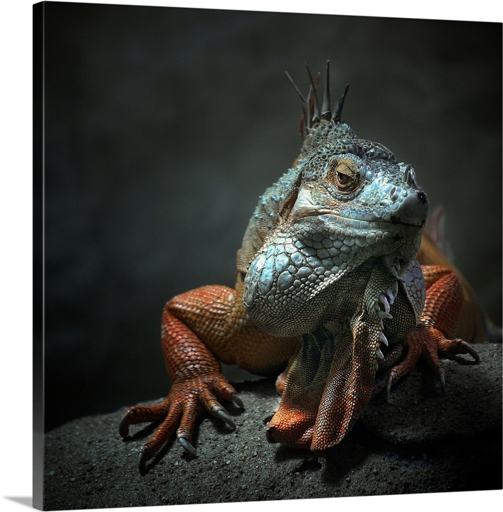 A portrait of a colorful iguana with large claws sitting on a rock.