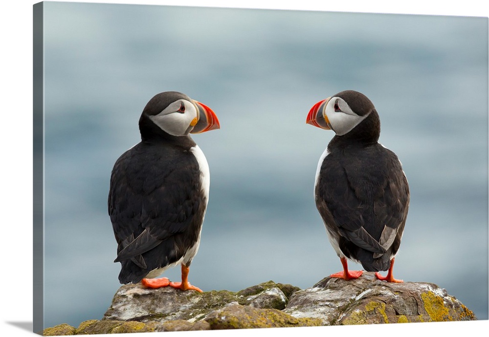 Two puffins looking sweetly at each other, Iceland.