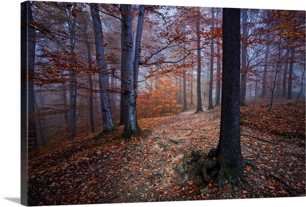 A dark forest in the fall with leaves all over the ground.