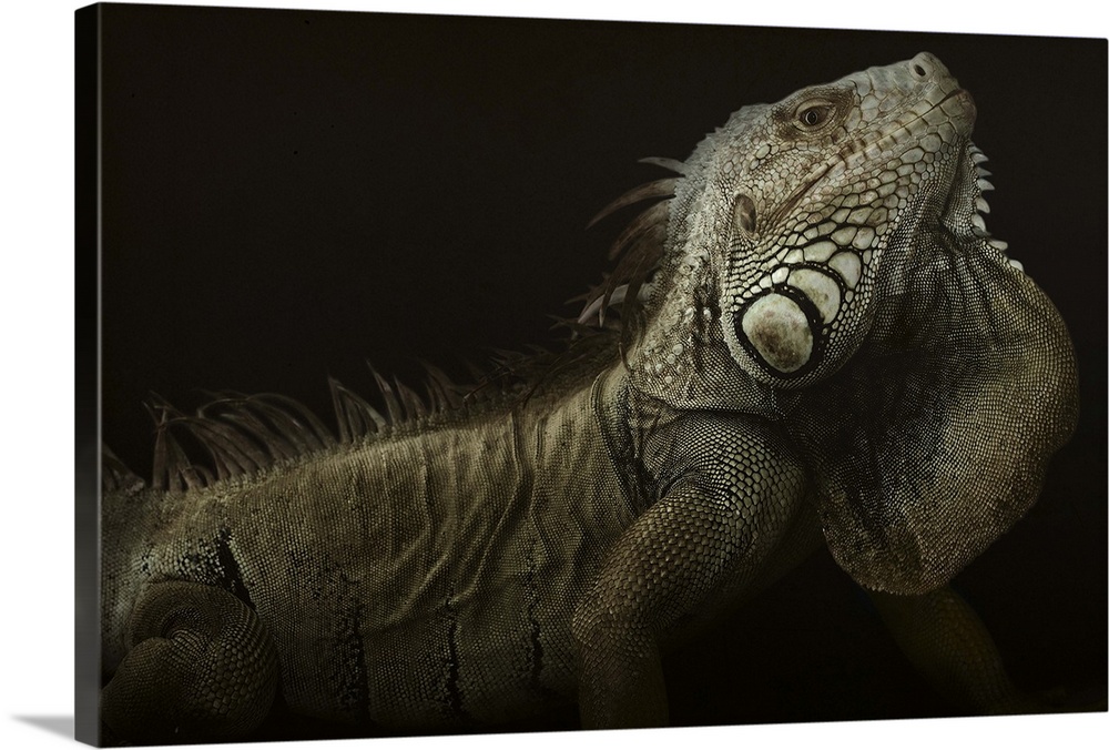 Portrait of a large iguana on a black background.