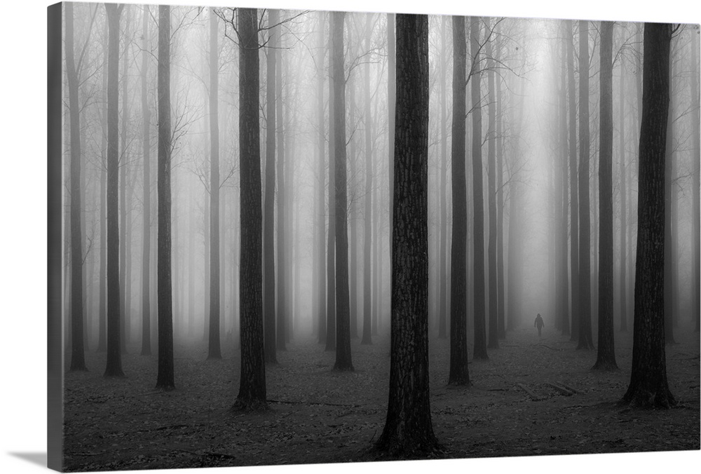 A silhouetted figure walks through a foggy forest of tall thin trees in rows.
