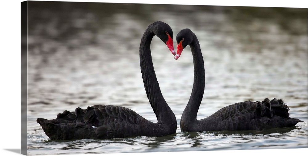 A photograph of two black swans facing each other and making the shape of a heart with their necks.