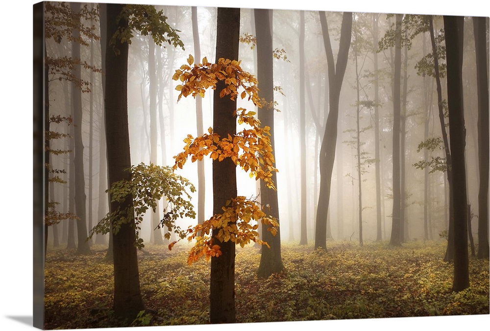 Misty forest glowing with afternoon light, with vivid orange leaves.