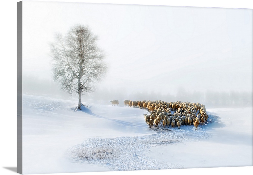 A flock of sheep being herded through a snowy landscape.