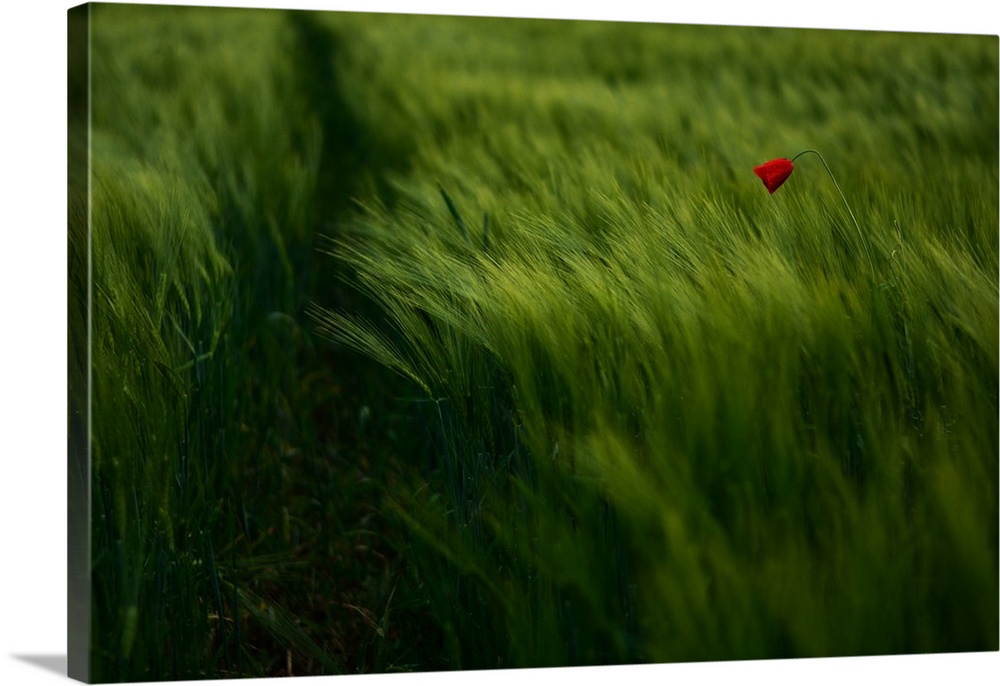 A lone red flower stands in a field of tall vibrant green grass.