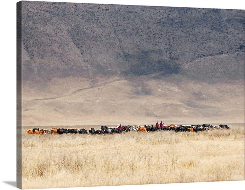 Maasai herders working with their cattle in the Ngorongoro Crater, Tanzania.